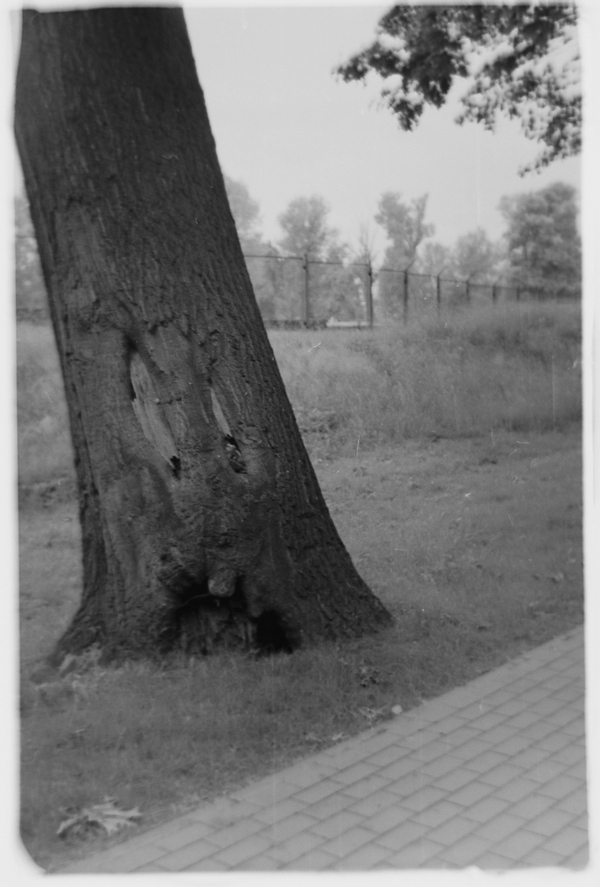 ENT parkowy