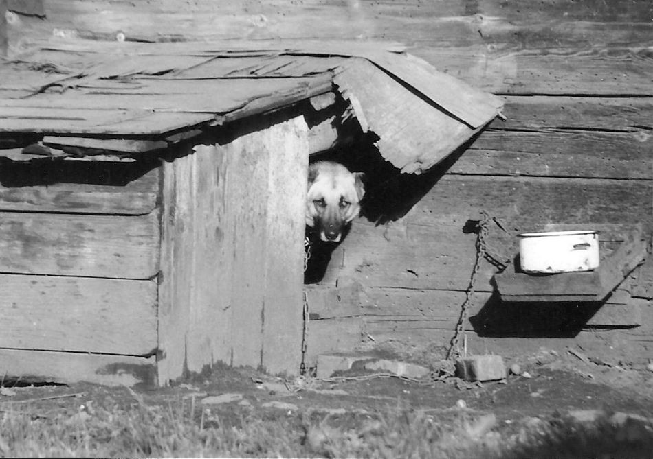Piesek :-)
