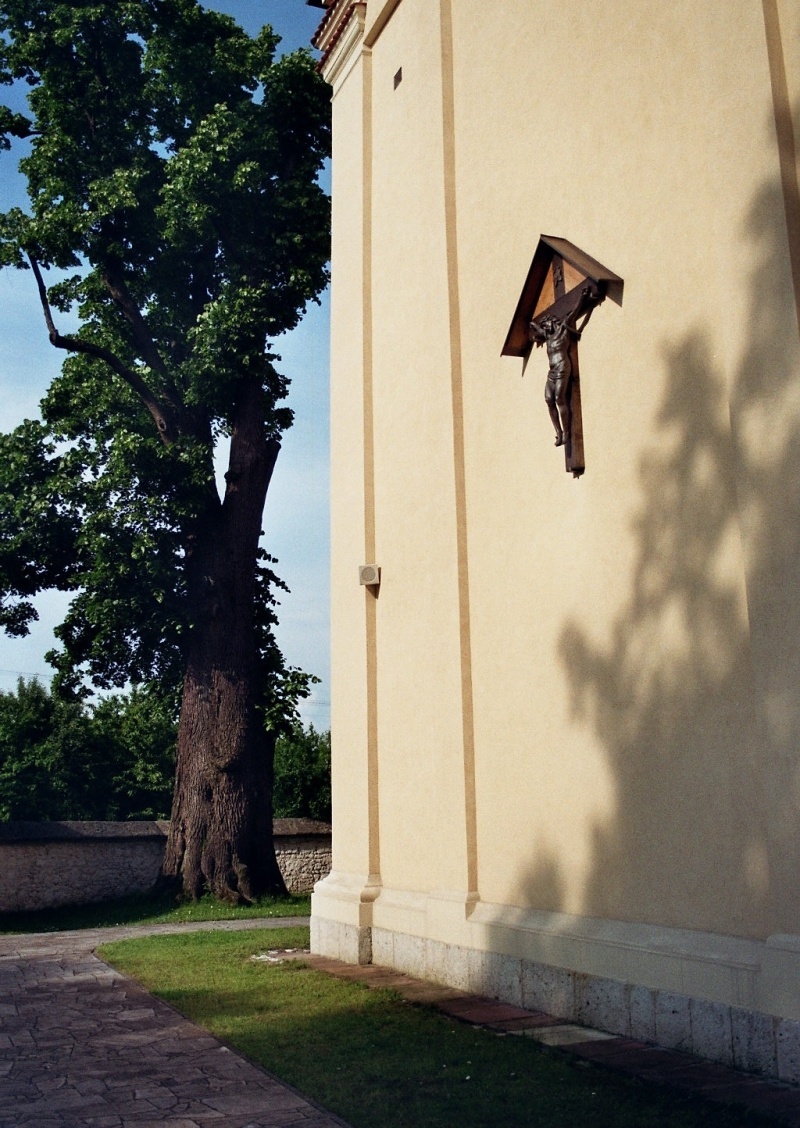 Drzewo życia.