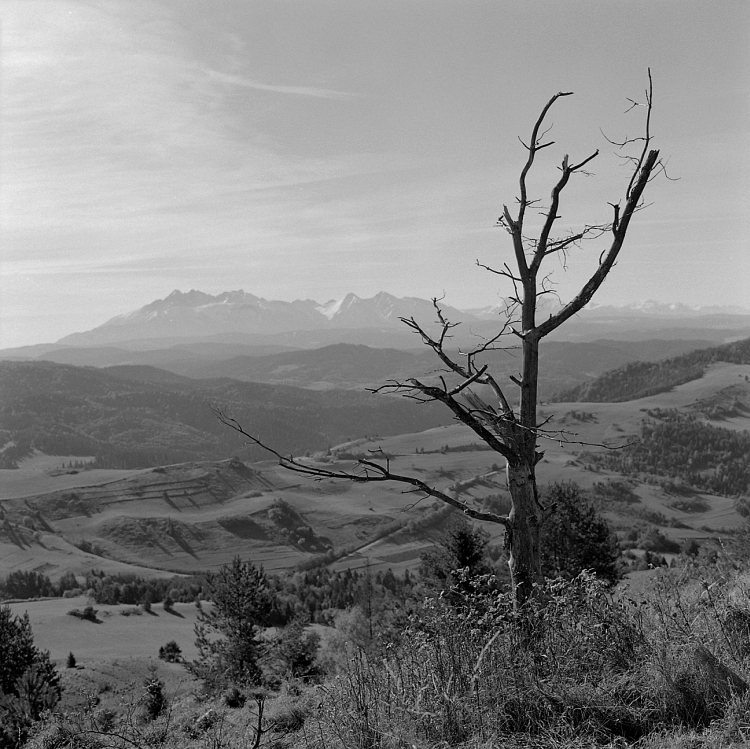Tatry z Małych Pienin