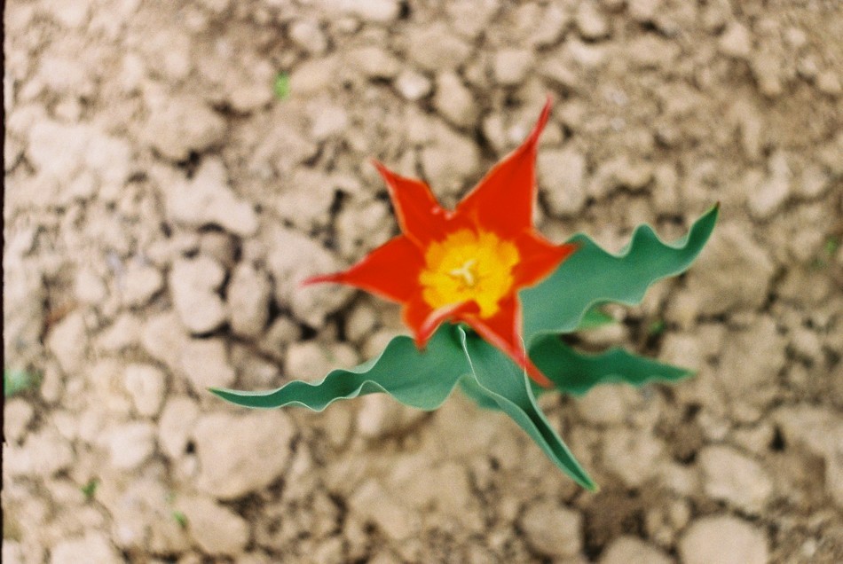 Tulipan