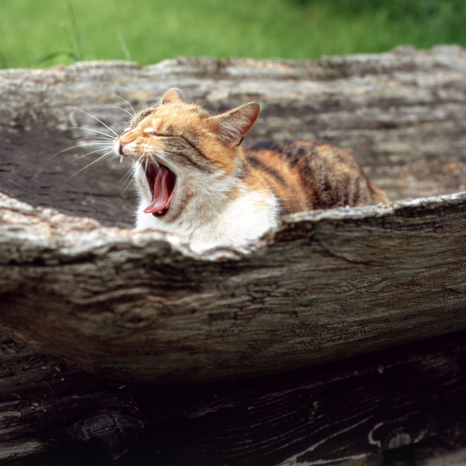 Wimka - leniwy kot na weekend i pogodę