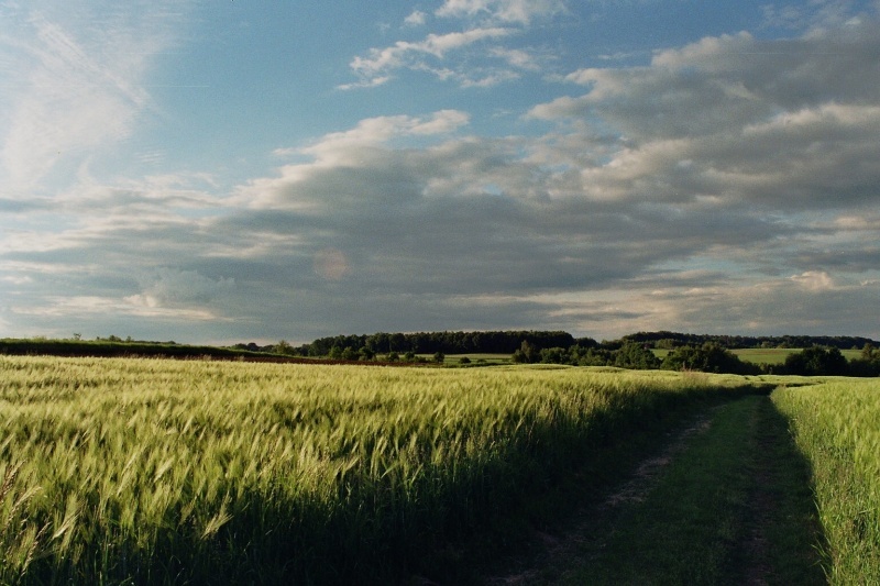 widoczek w kolorze