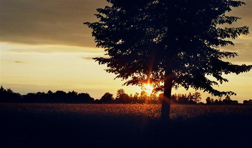 Tilia
