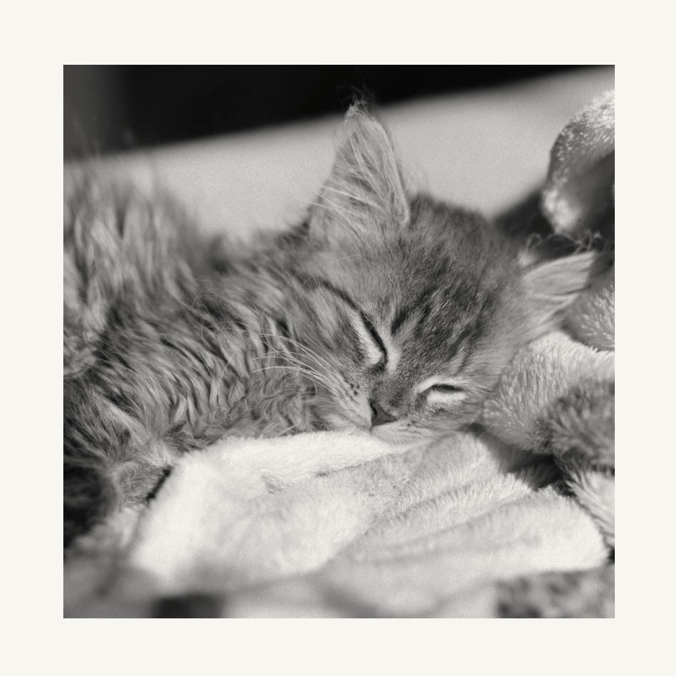 Julia - kocia seria 1