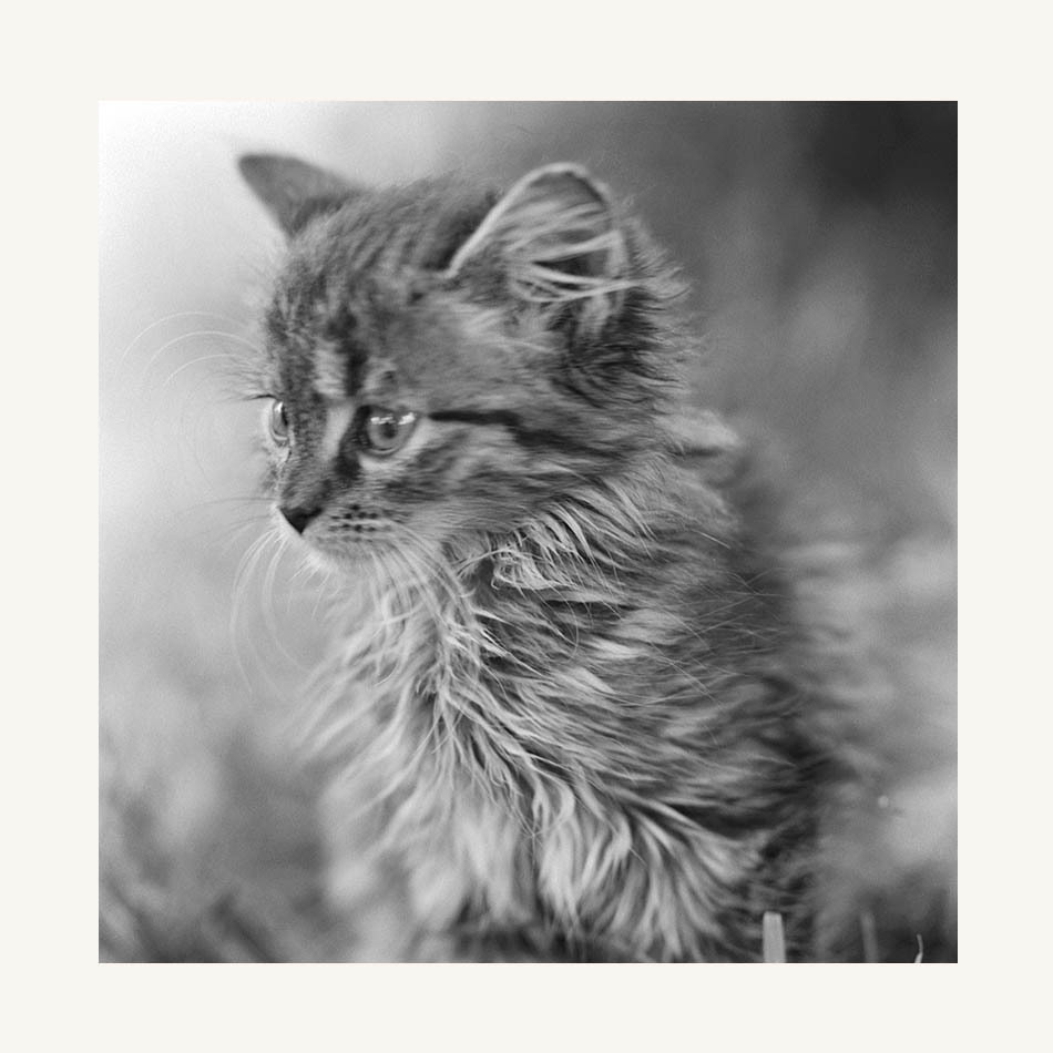 Julia - kocia seria 2