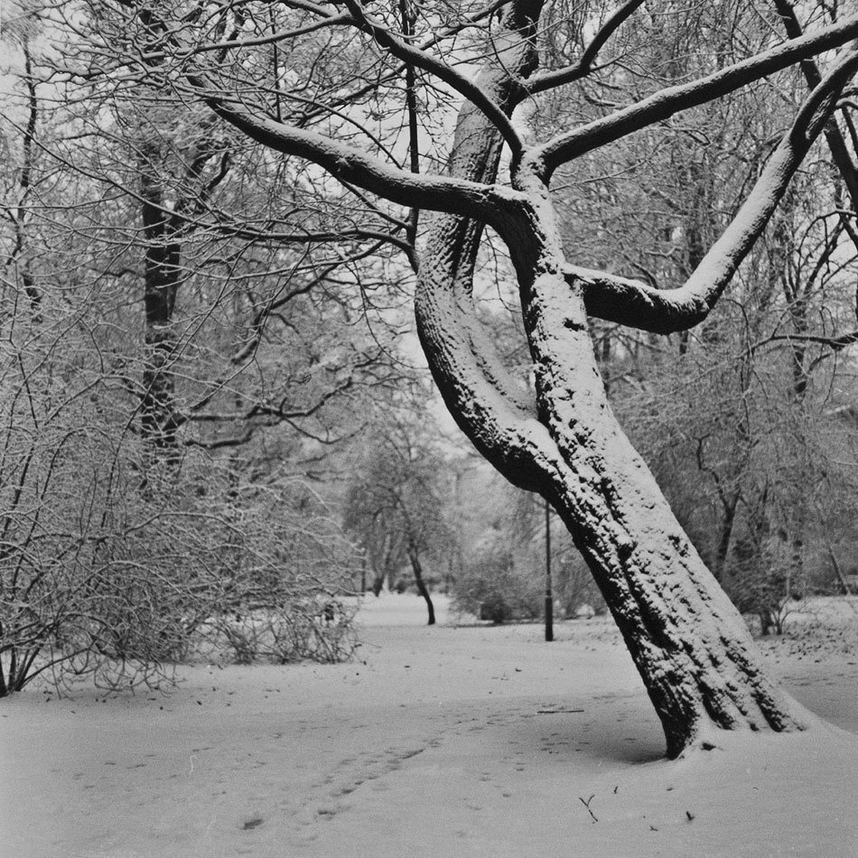 Pamiętacie to drzewo?