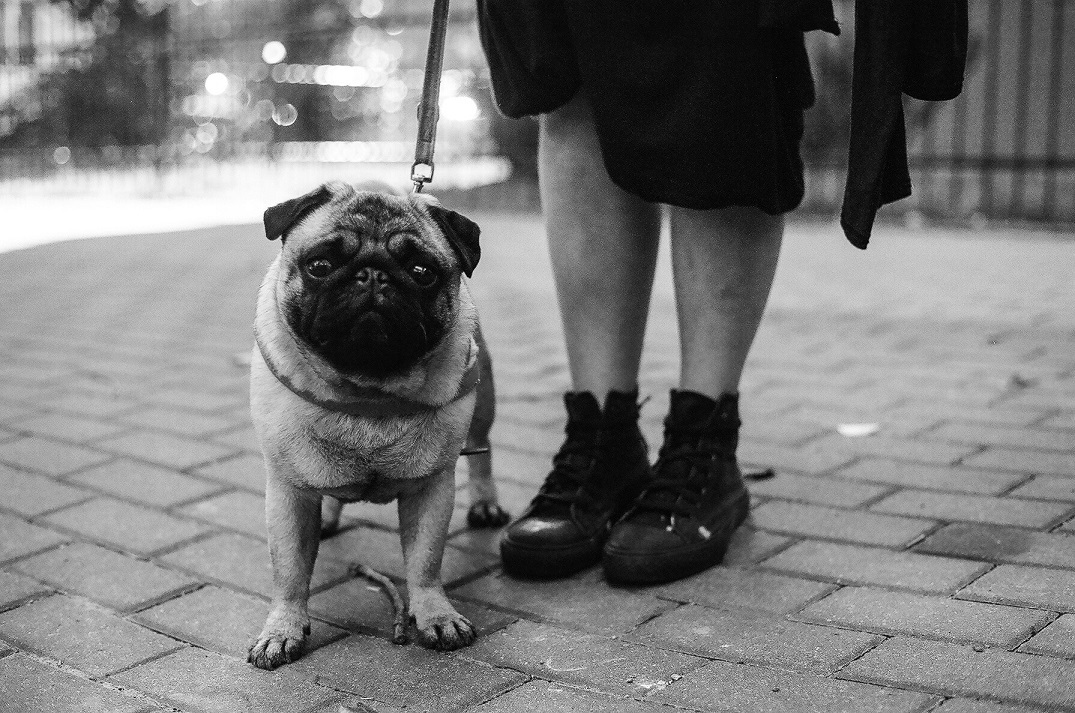 Erwitt style