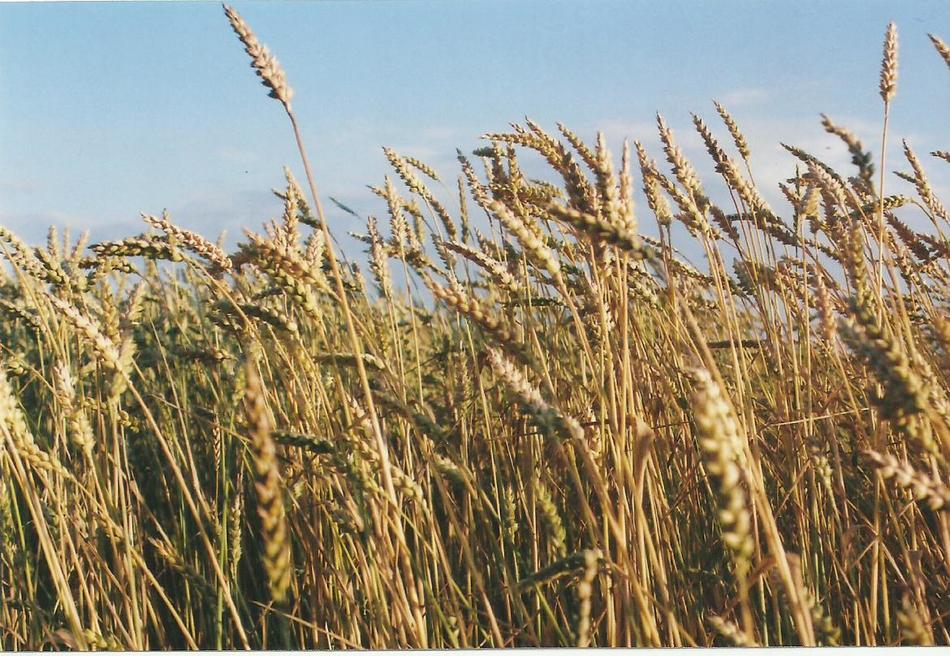 lato