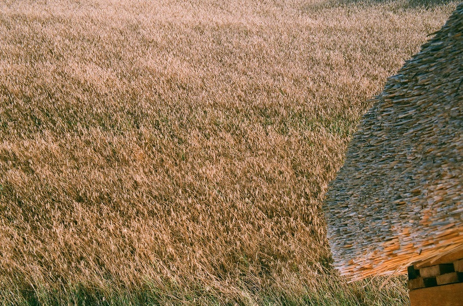 zboże
