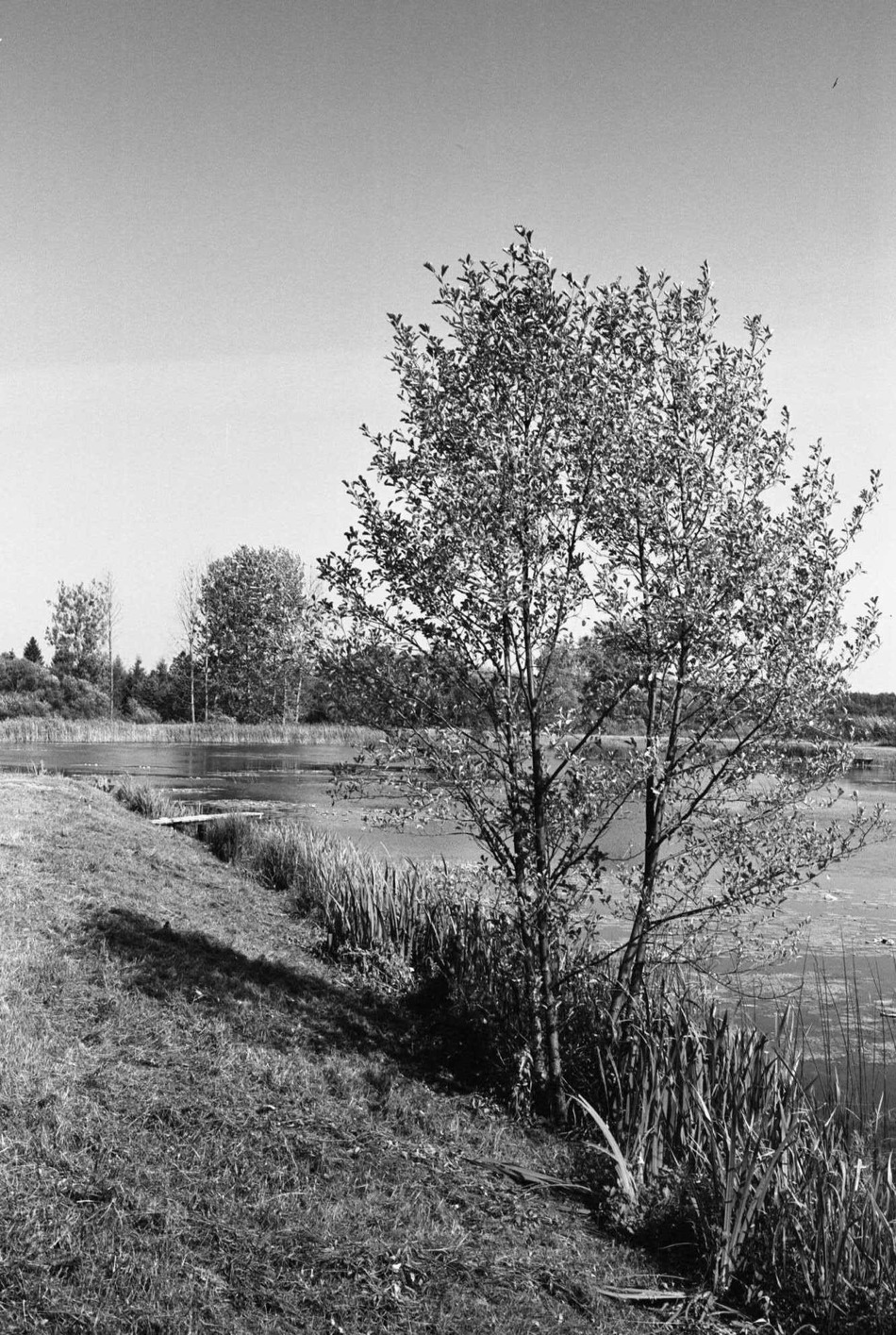 drzewo nad wodą