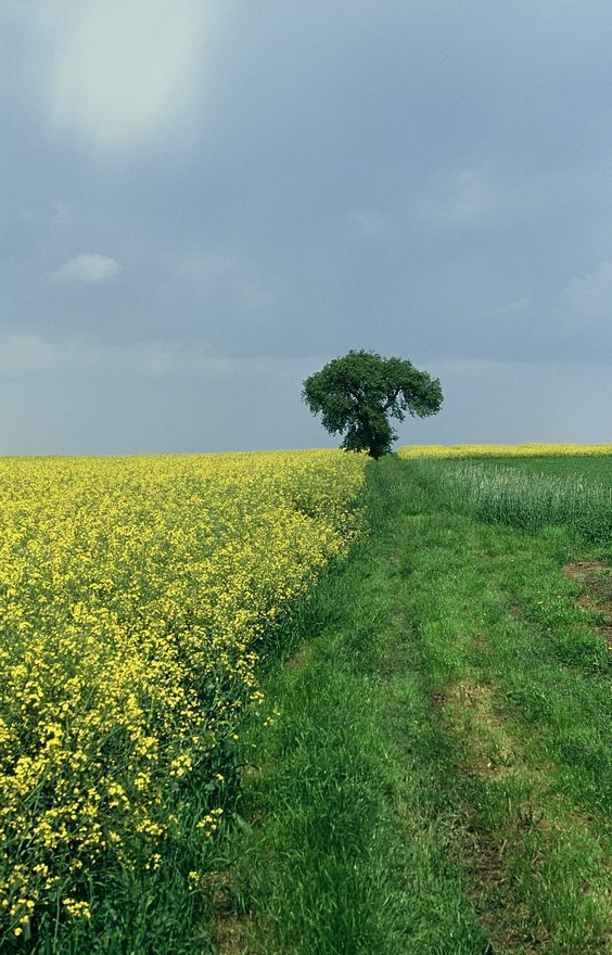 W drodze do Raciążka