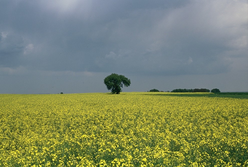 Wbrew zasadzie złotego podziału