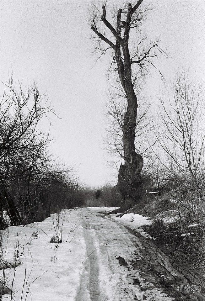 Zgnilizna przedwiośnia