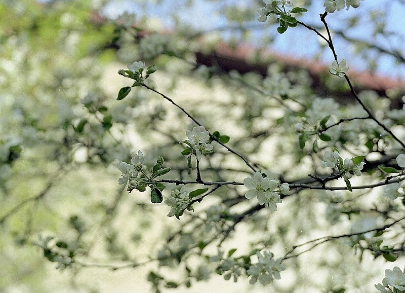 Jabłuszko