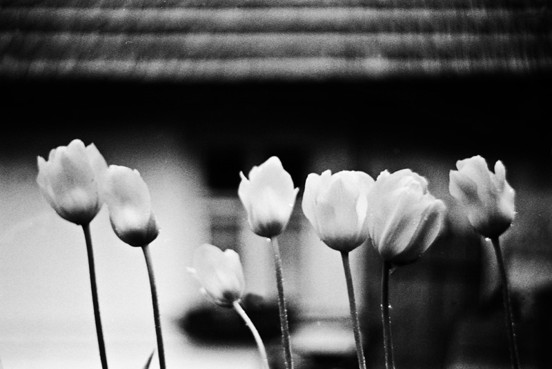 tulipany