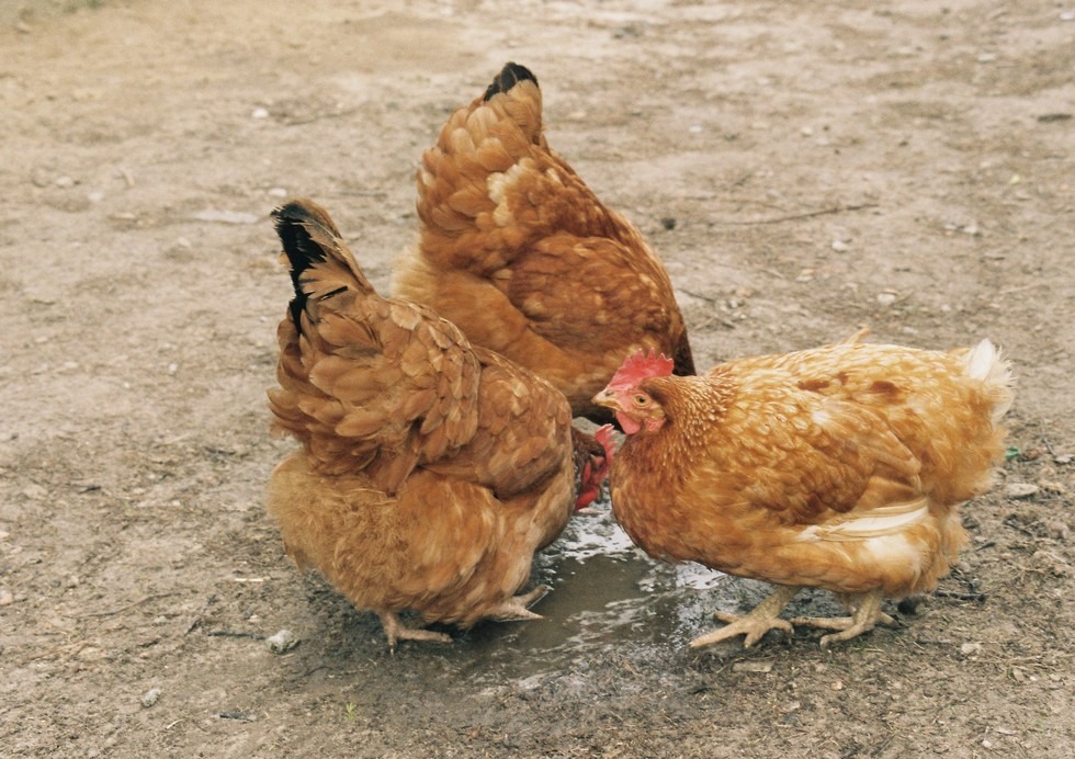 A słyszała pani, że ....