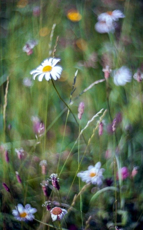 White flower trip