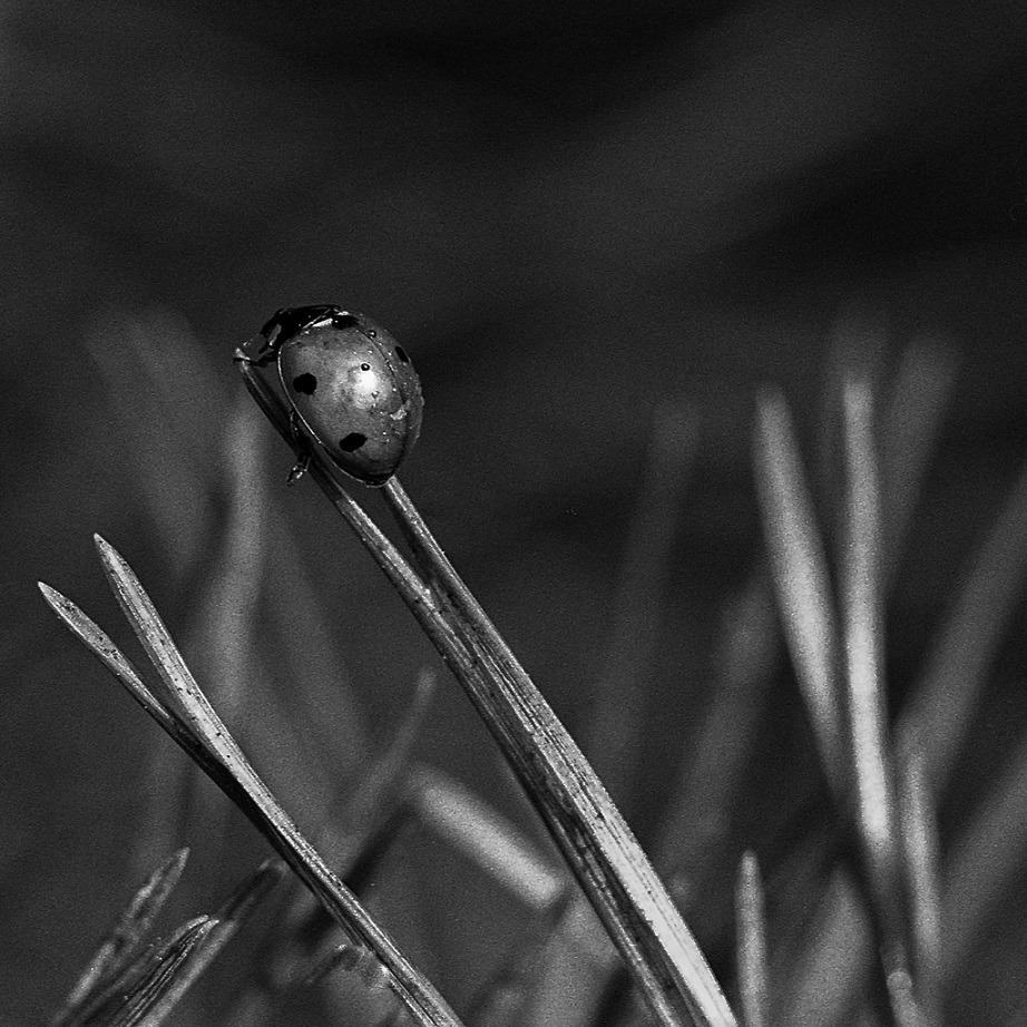 Dobrze ,że Biedronka jest tak blisko