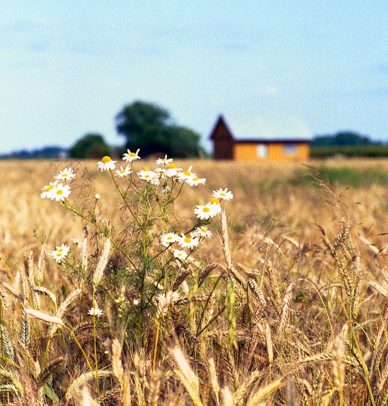 Kłosowa transformacja