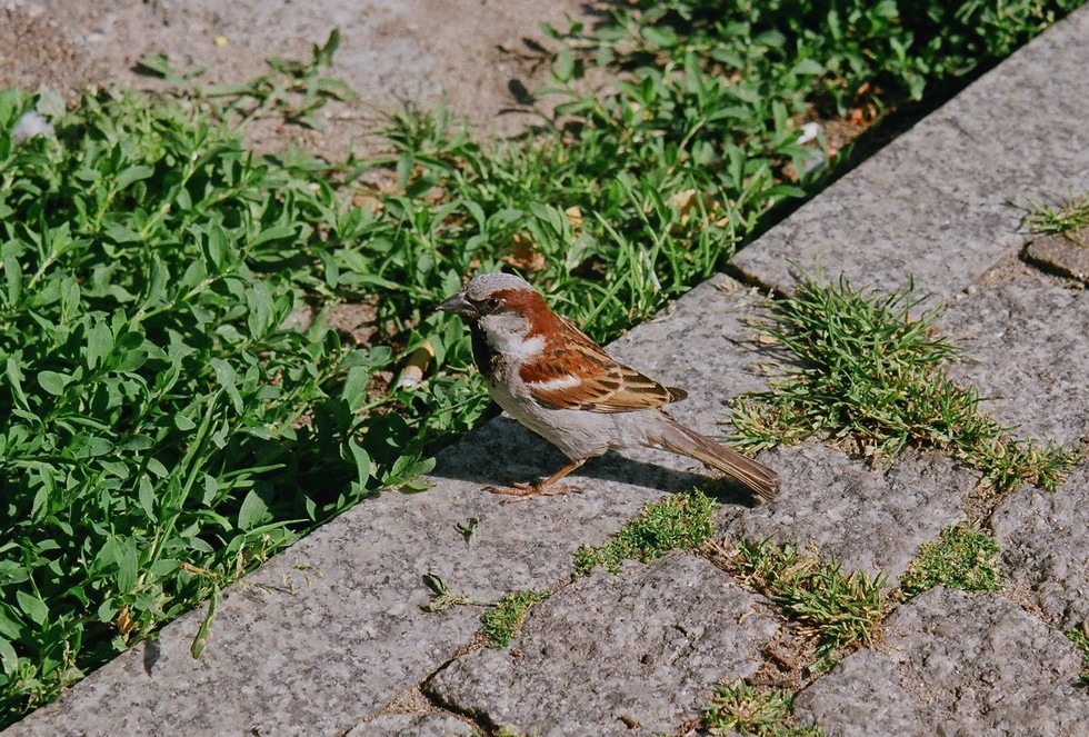 Uliczny portret wróbla (z petem)