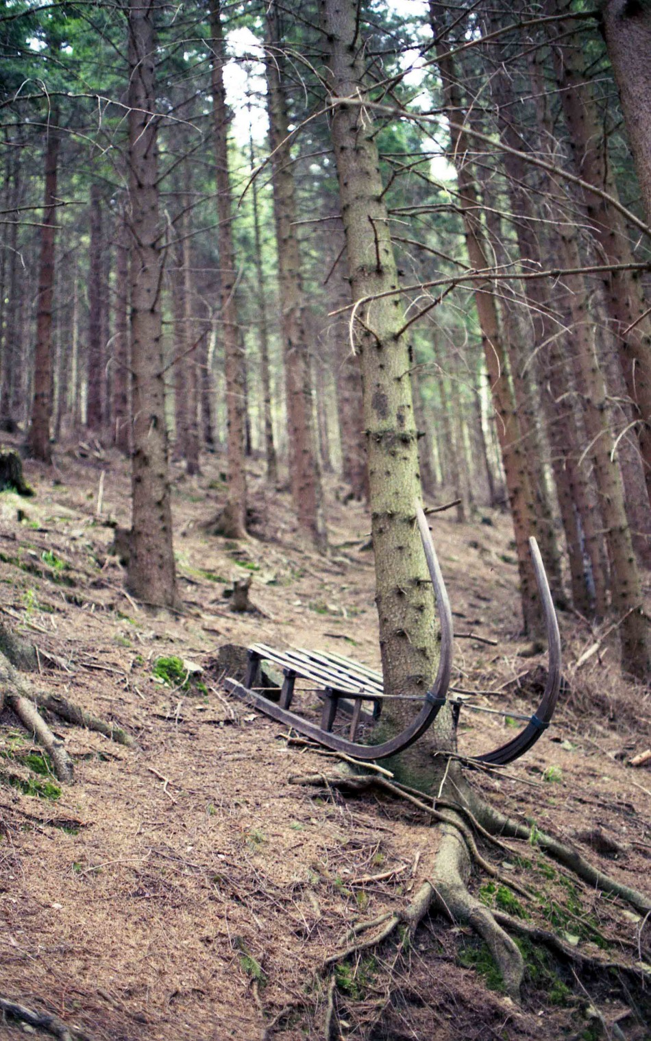 W lesie za kopalnią uranu