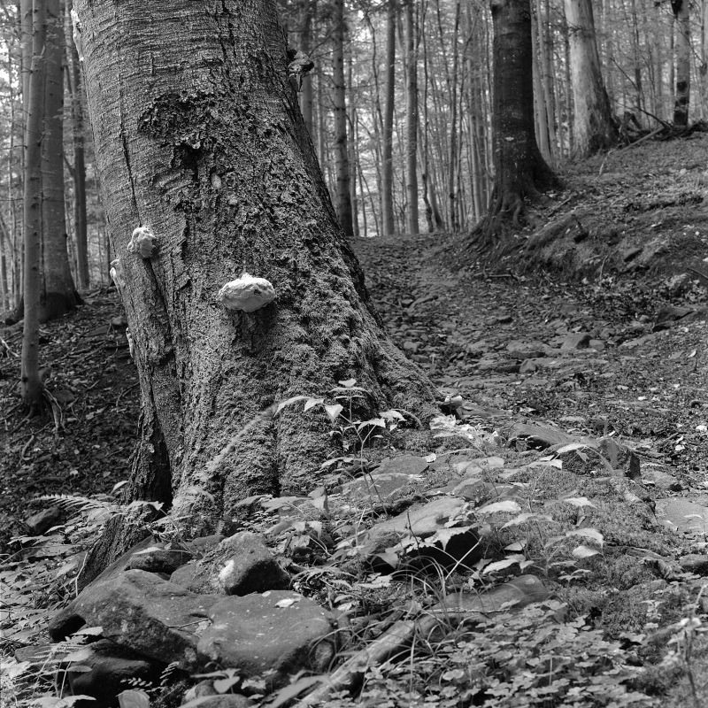 Pod Babią Górą (1)