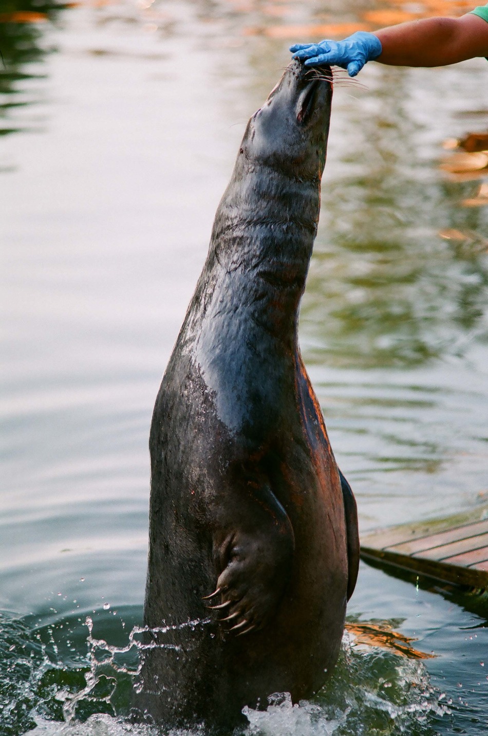 DAWID - czas karmienia