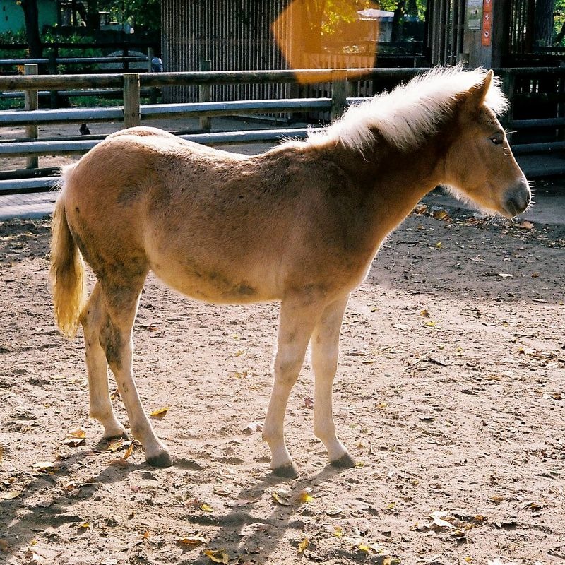 Młody