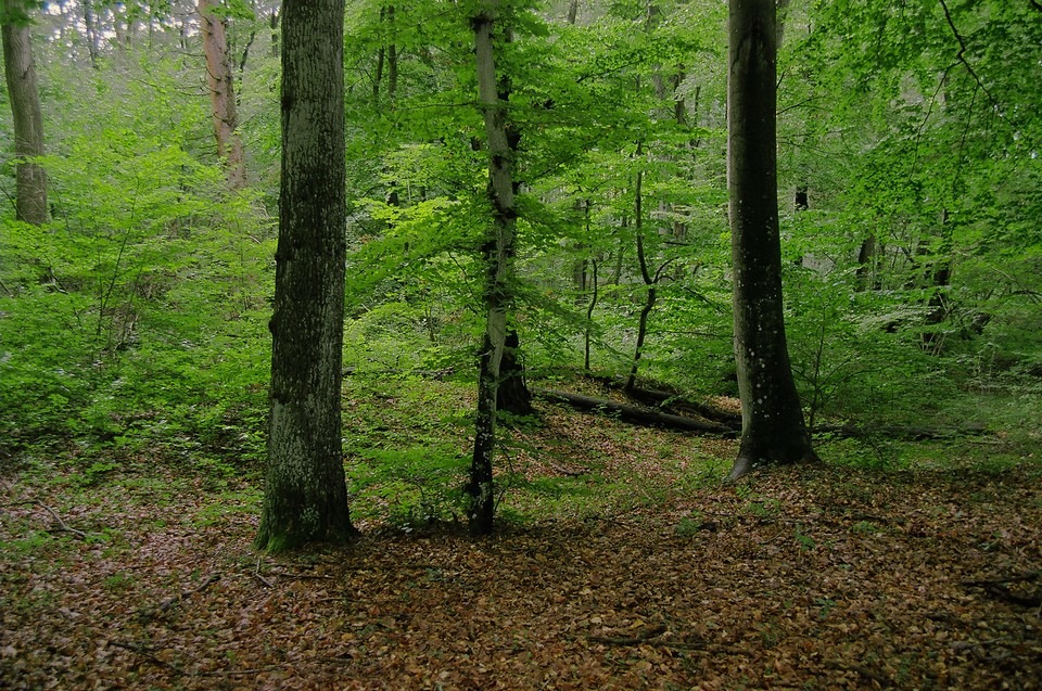 Zieloności czyli Buczyna nad Słupią