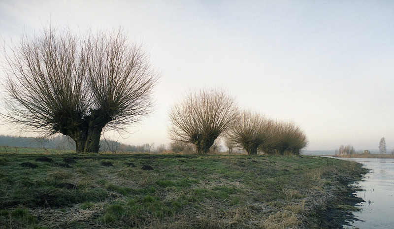 Drzewo wybitnie polskie