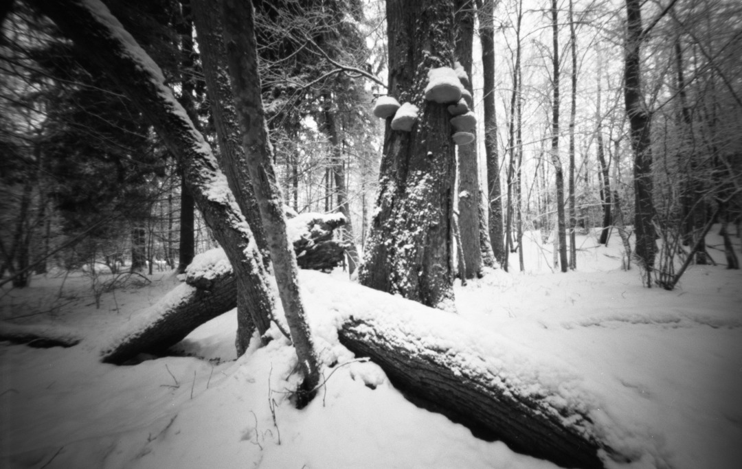 Puszcza Borecka