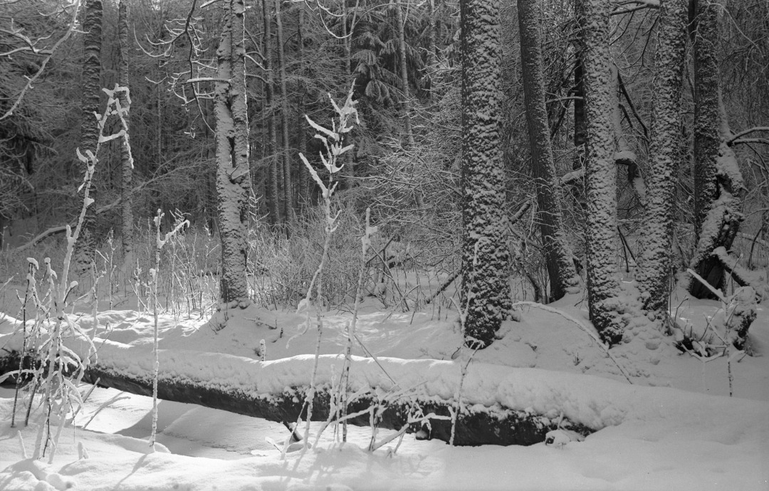 Puszcza Borecka