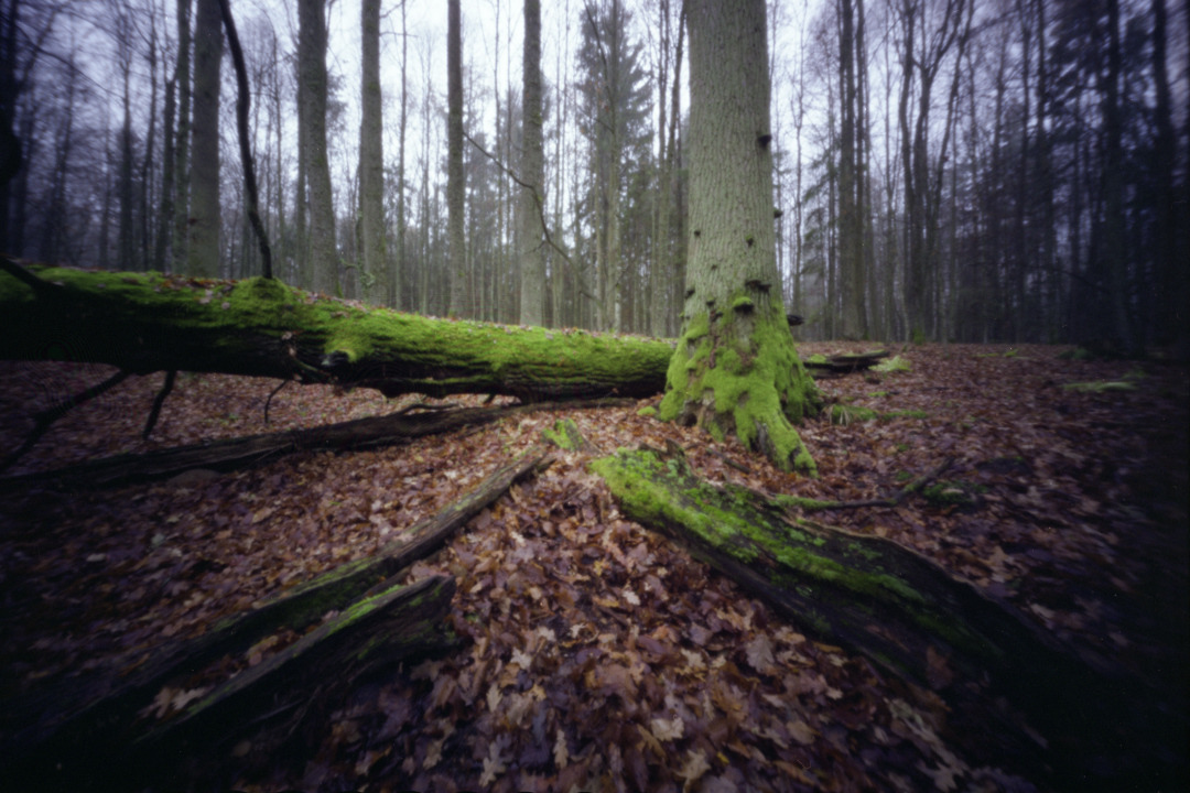 Puszcza Borecka