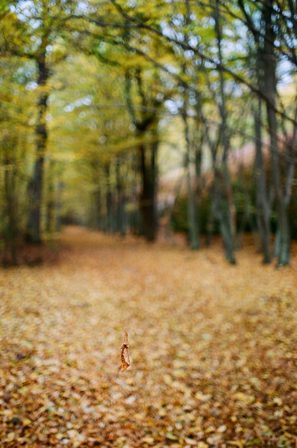 Wiszący liść