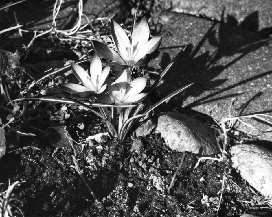 KROKUS.... ALE NIE POWIEKSZALNIK