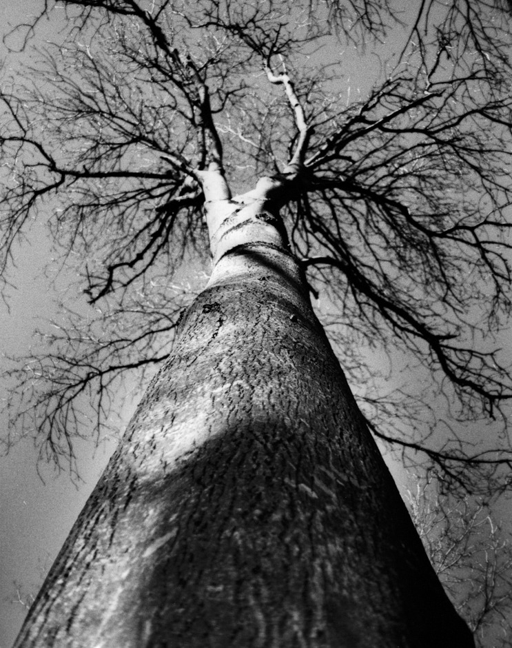 Donadea Forest Park in Kildare_03