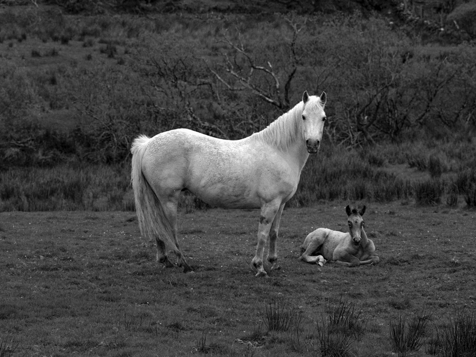 Biala kobyla z Conemmary