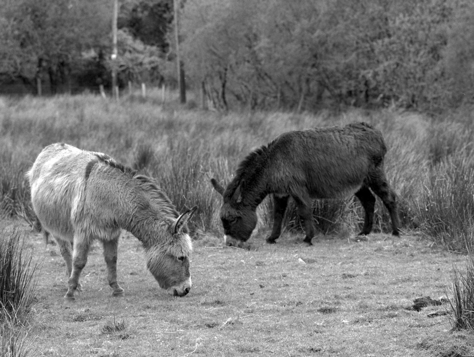 Byly koniki to teraz osiolki.