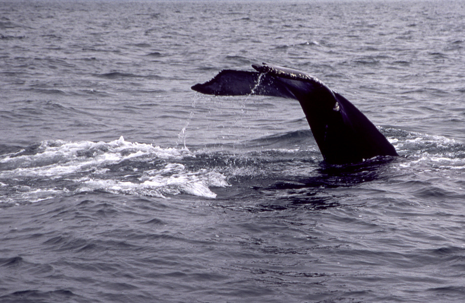 Iceland...nura w wode