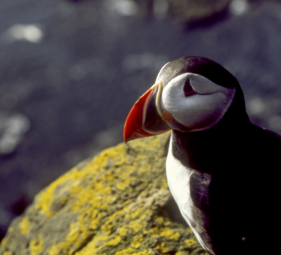 Iceland, Pufin (maskonur zwyczjny)