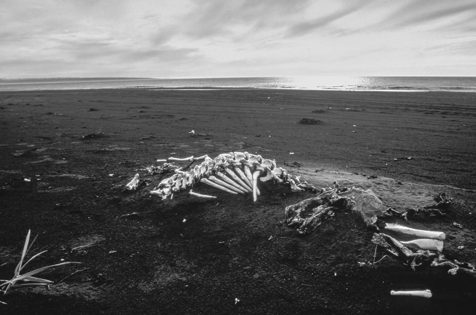 Iceland, North_Hraunhafnartangi