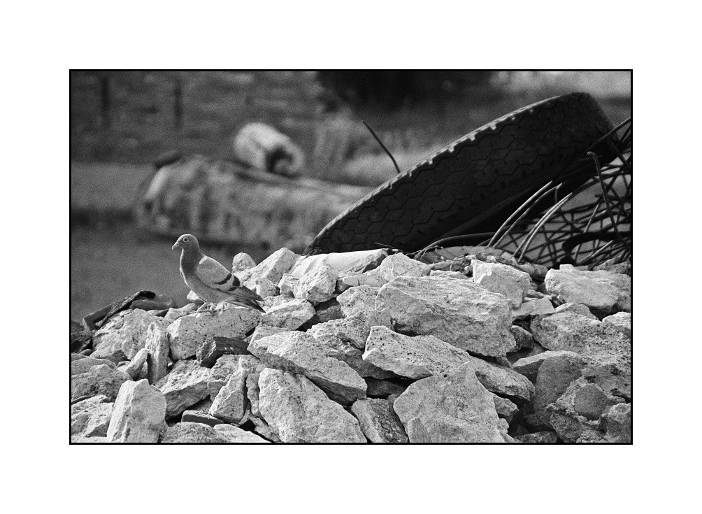 Ch.., d... i kamieni kupa