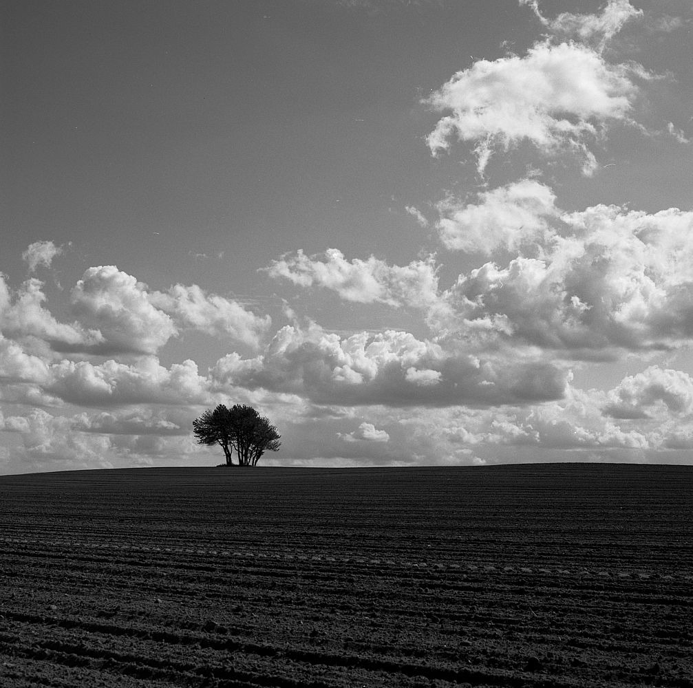 Pole, drzewo, chmury