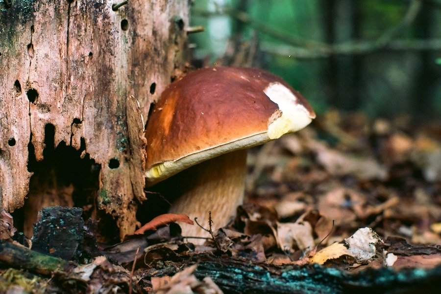 Borowik