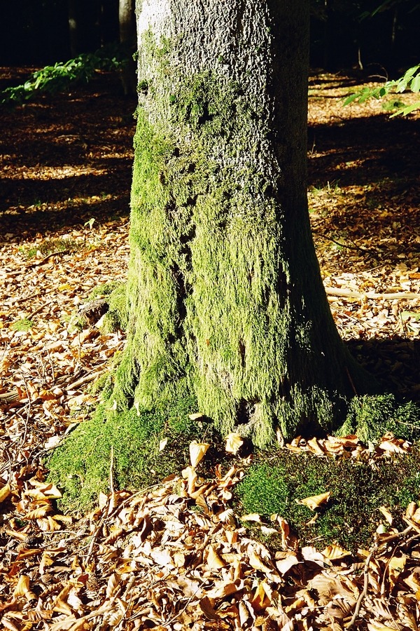 Jesiennie,słonecznie w lesie