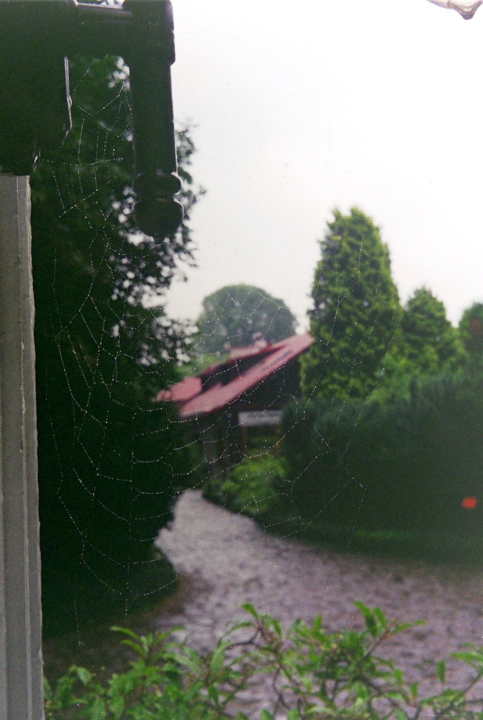 pajenczyna