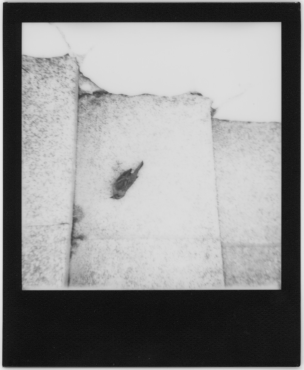 post mortem I