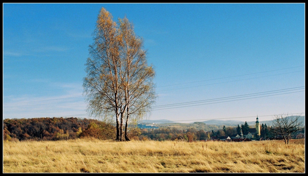 drzewo, niebo, trawa