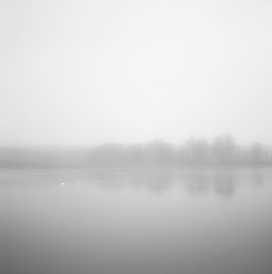 Dwa łabędzie
